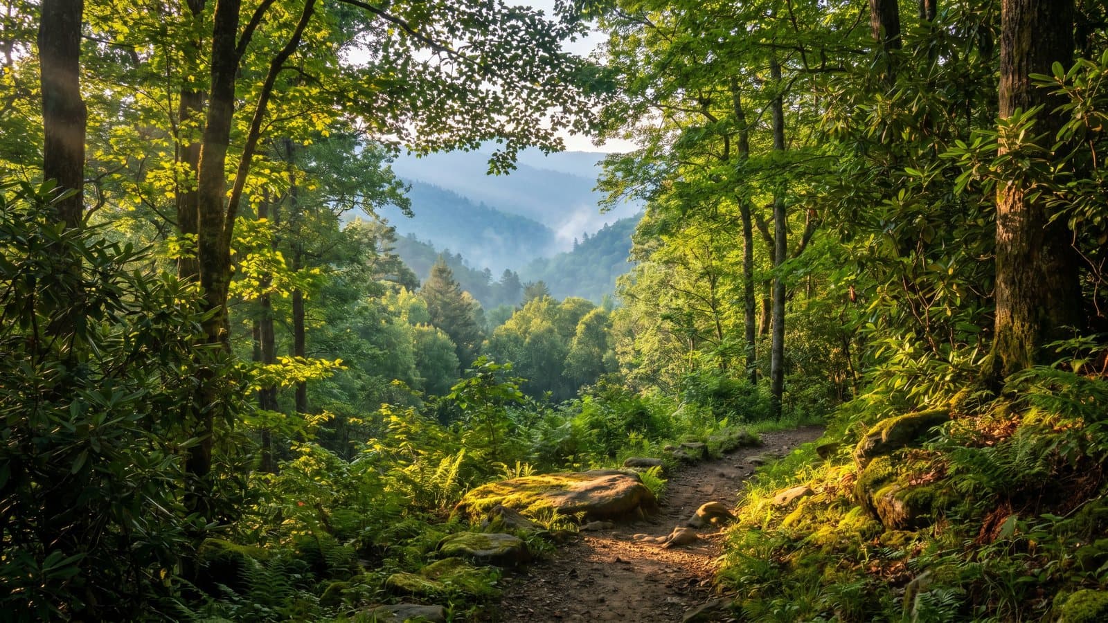 A forest trail in the hills near Knoxville